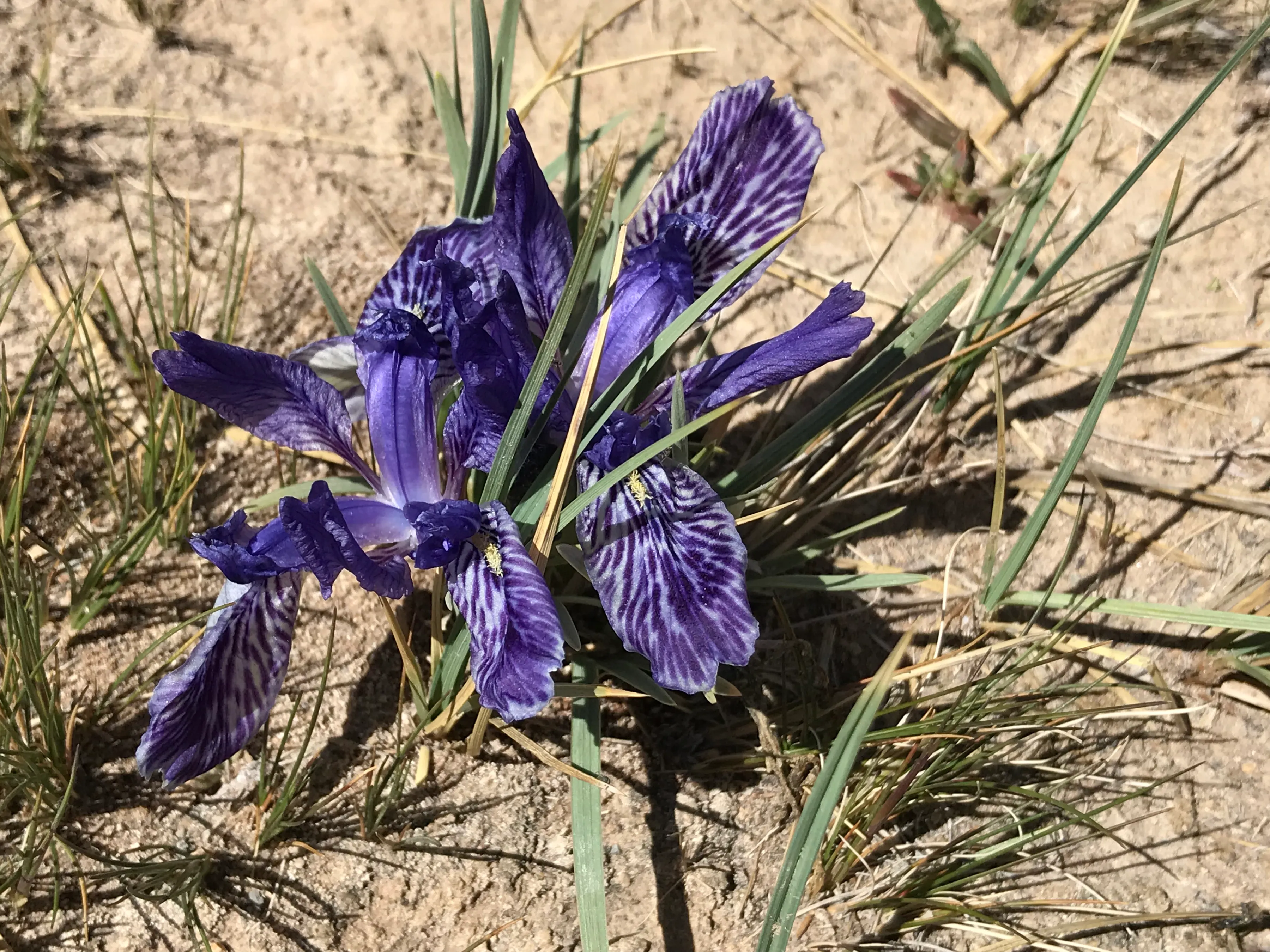 Colorful Qaidam (6) Golmud