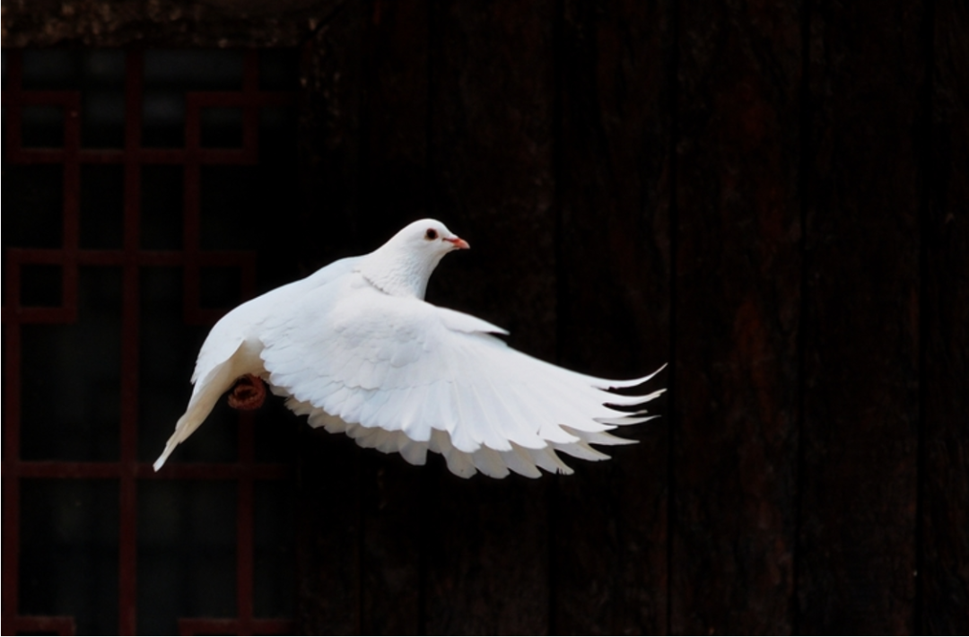 飞在古诗词里的鸽子，让你了解鸽子的历史-第8张图片-诗句网