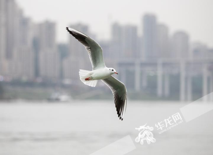 重庆两江交汇处成红嘴鸥乐园 这些待客之道需知道