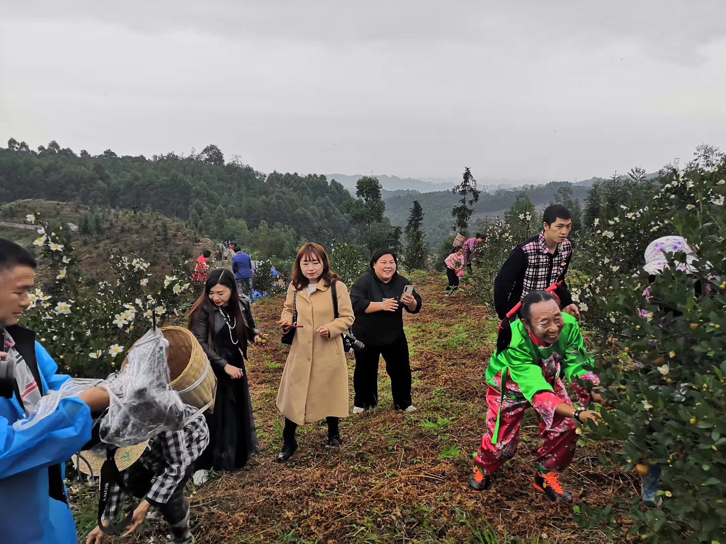 杰心集团第二届油茶采摘节举行 产业引领助农增收