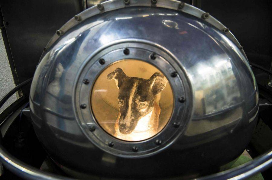 第一个进入太空的狗，升空前就知回不来，死亡真相也被隐瞒45年