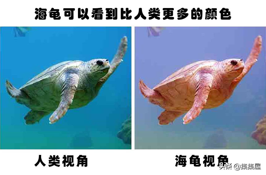 你不大可能在生物课上学到的15个关于动物的冷知识-第15张图片-大千世界