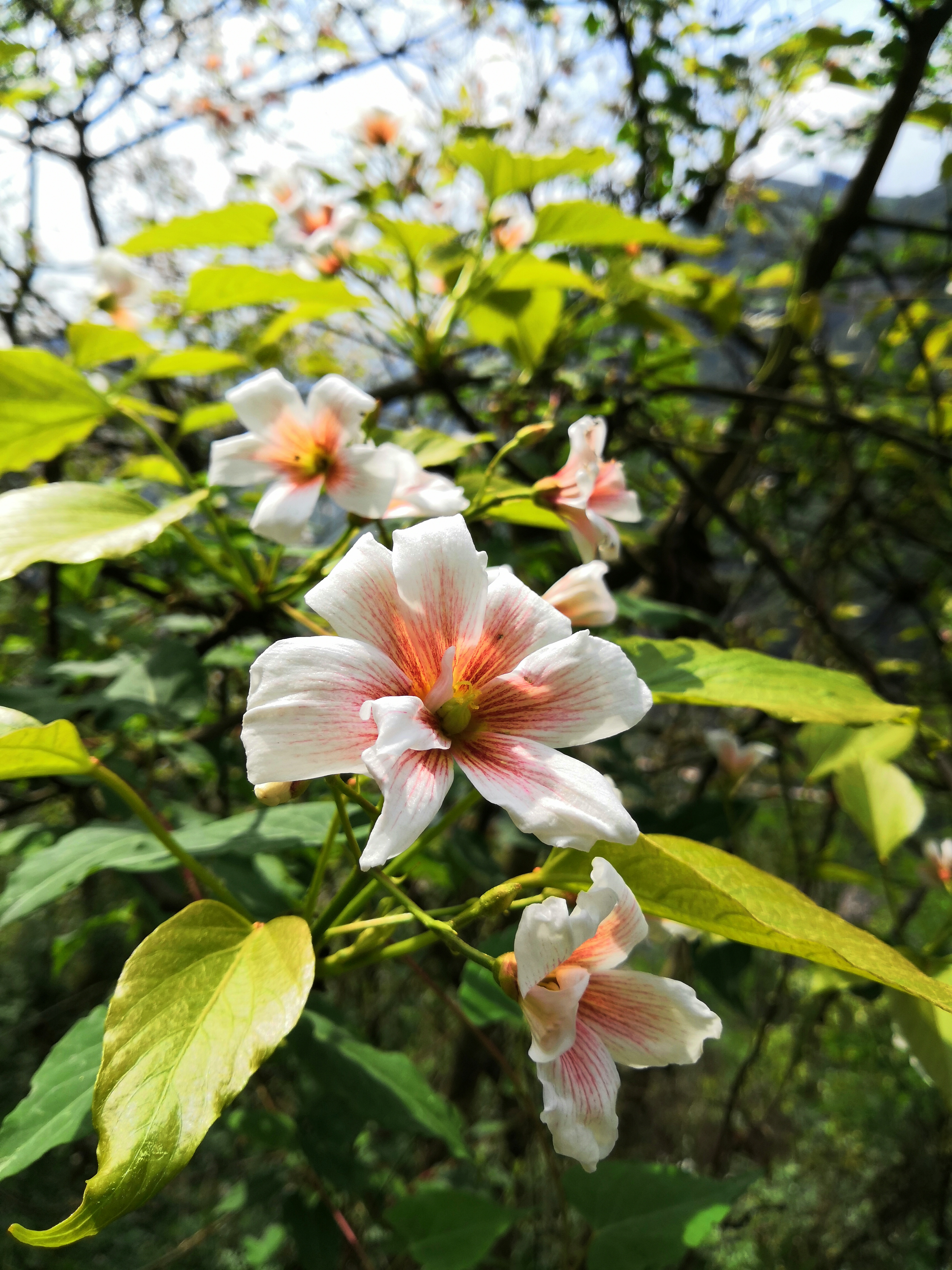 奉节县石岗乡一个山清水秀人杰地灵的地方，春天景色正美