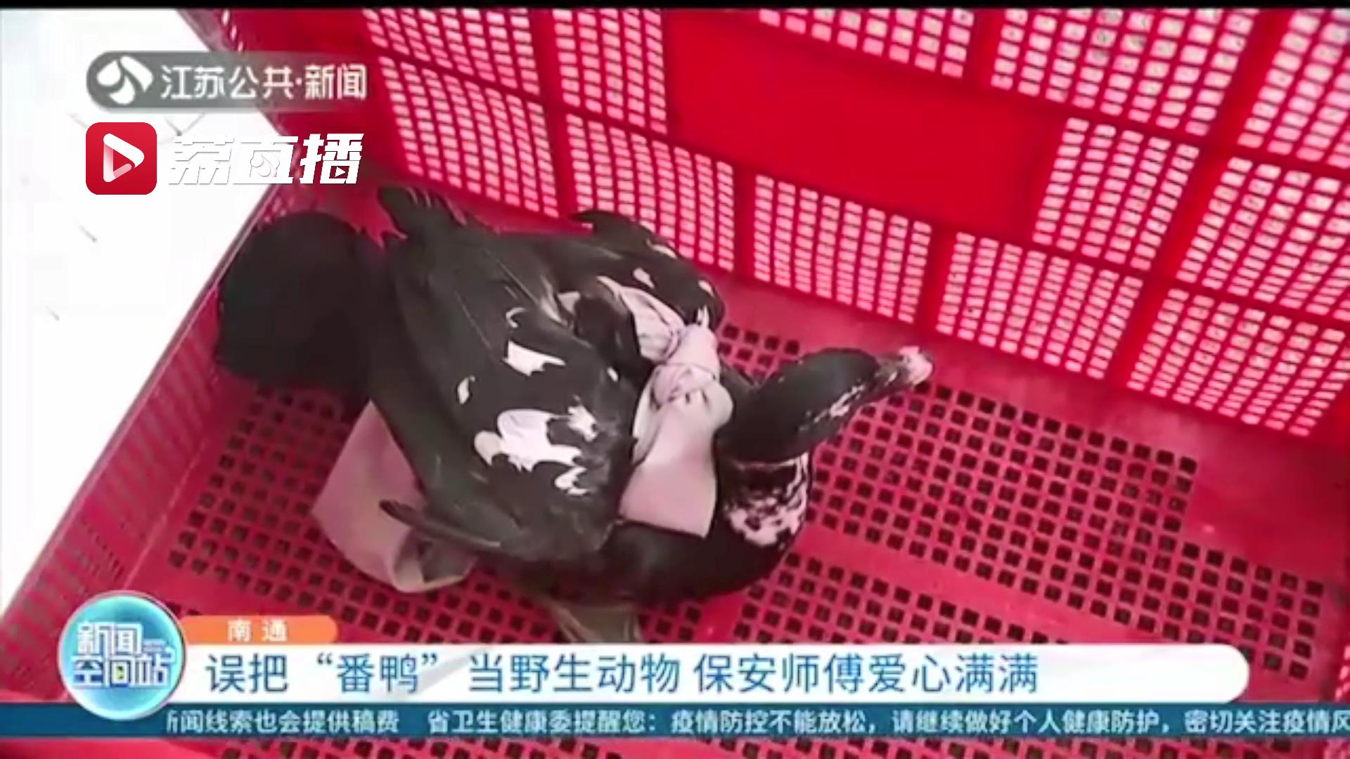 误把番鸭当野生动物 南通保安师傅爱心满满