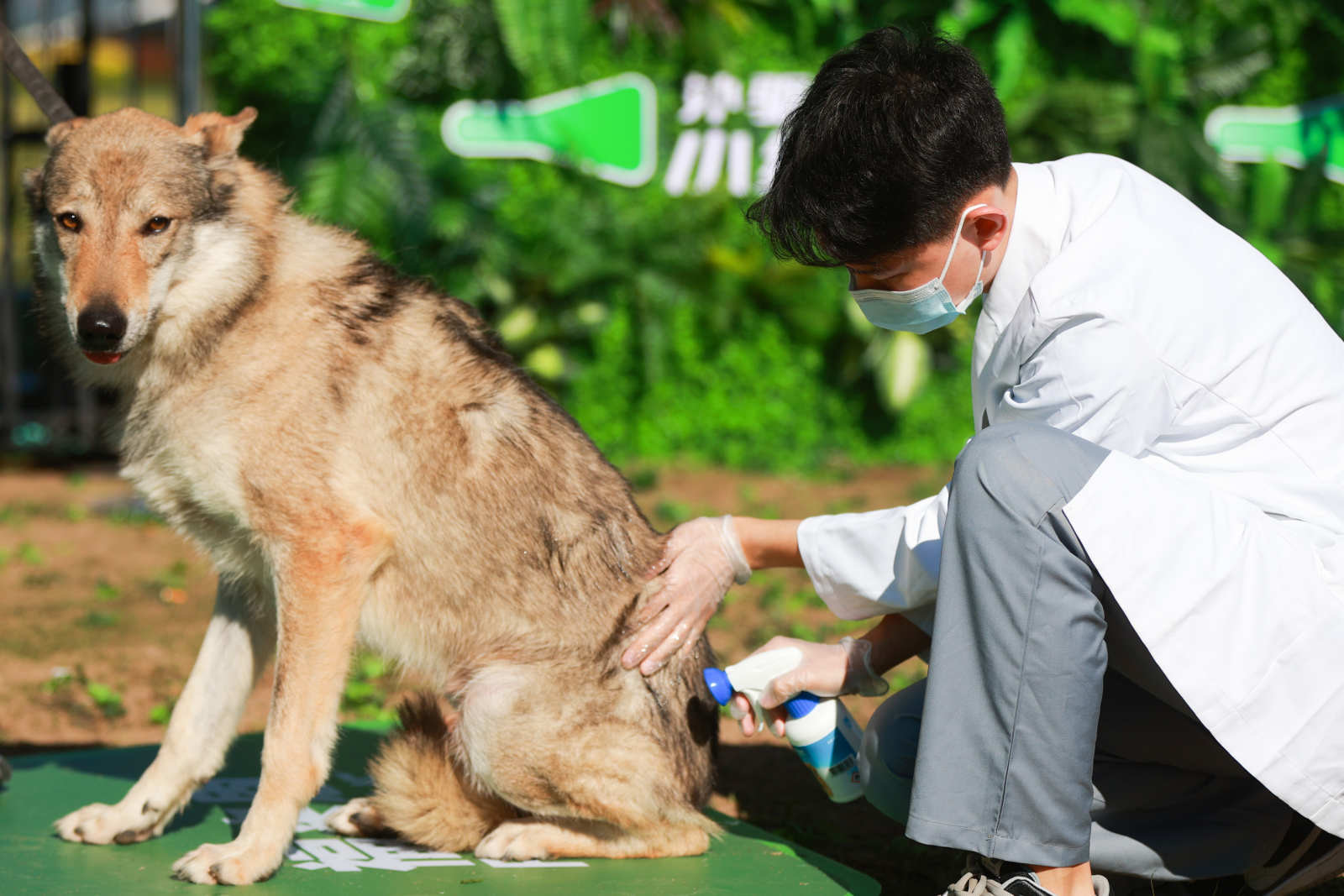 2021狗巴迪勇士赛首站登陆北京 人犬合作征战障碍赛