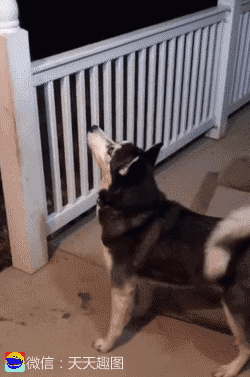 搞笑gif神评：一个人无聊起来什么都做得出来