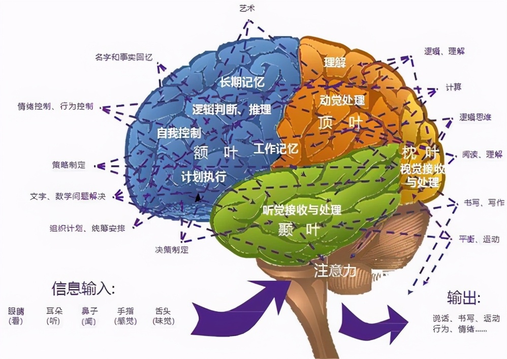 每天坚持做这7件事，升级你的大脑，你会变得越来越聪明