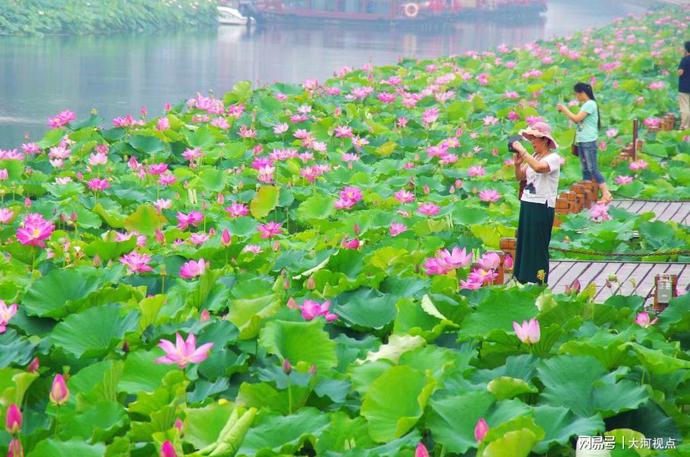 「发现许昌之美」莲城许昌荷花芳华绝代，让你看一眼惊艳整个夏天