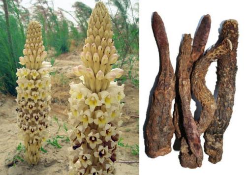 肉苁蓉的功效与作用,肉苁蓉的吃法大全