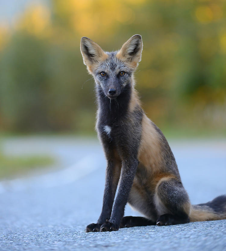 世界上最美的七大狐狸快來感受它們的獨特魅力～