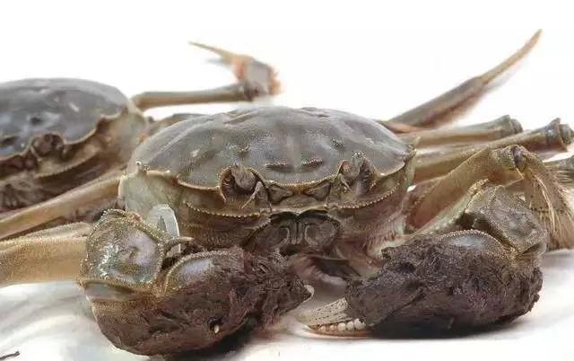 武汉知音故里（蔡甸)着力打造生态水产品金字招牌“品原生”