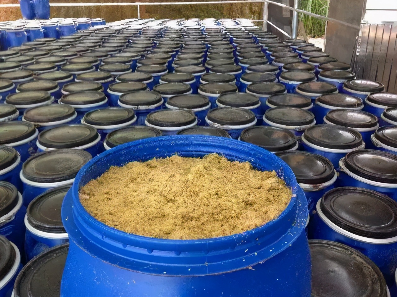 豆渣豆腐渣喂鱼豆渣发酵及其组合饲料发酵与养鱼方法