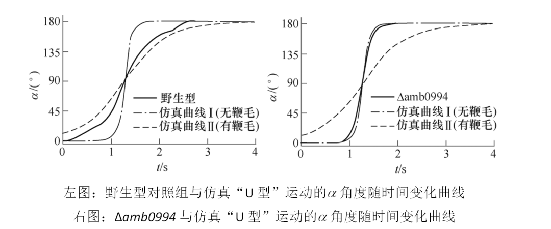 中科院电工所陈海涛 等：趋磁细菌运动学特性分析及与鞭毛的关系