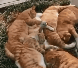 论躺平，我只服橘猫