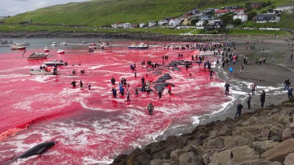 丹麦十年屠杀6500头鲸，海面血红只为过节，跟日本捕鲸有何区别？