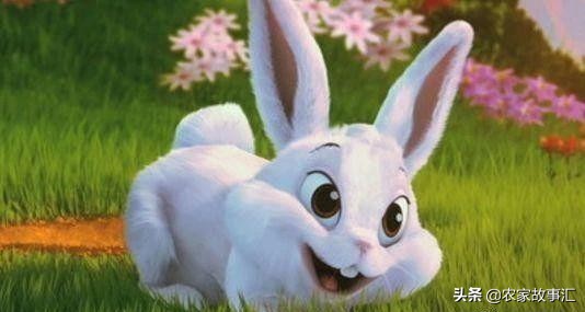 东北民间故事：兔子顶白布
