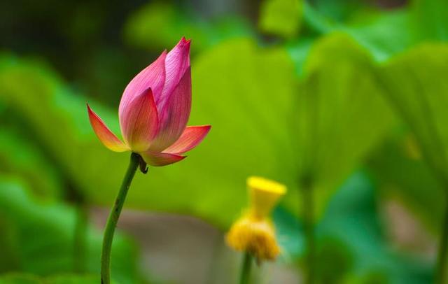 不刻意去追求，才有大出息