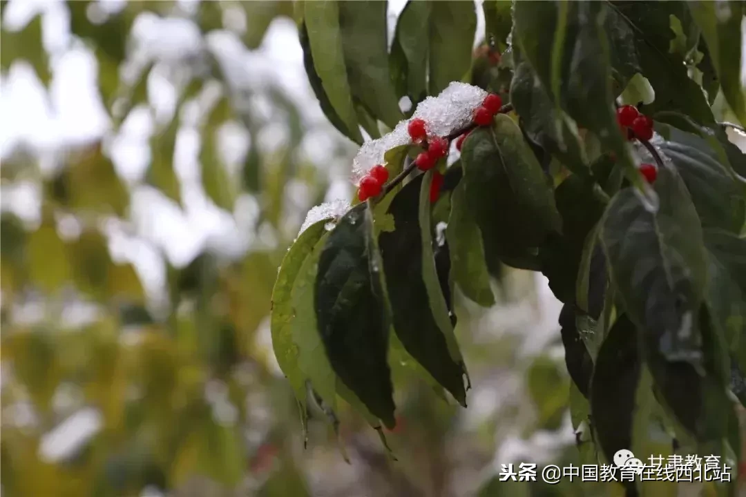 甘肃初雪|甘肃18所高校初学雪景大PK,快来看看有你的母校没?