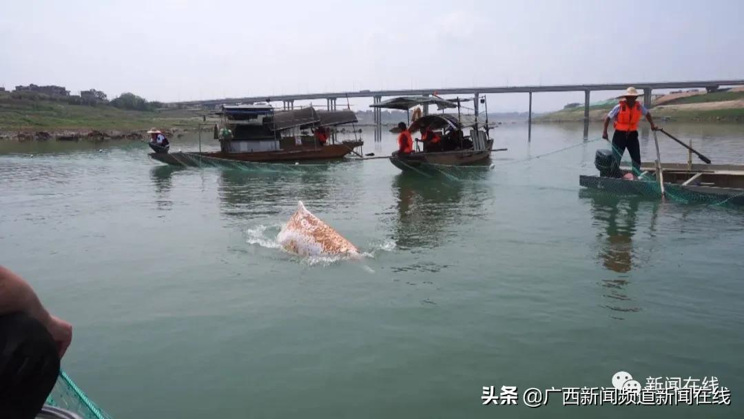 误入梧州西江的中华白海豚不幸死亡,尸体将被