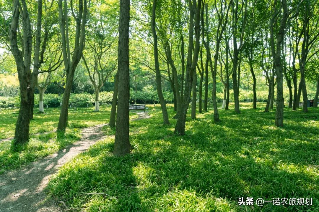 森林養(yǎng)生旅游規(guī)劃設(shè)計(jì)有什么要點(diǎn)？