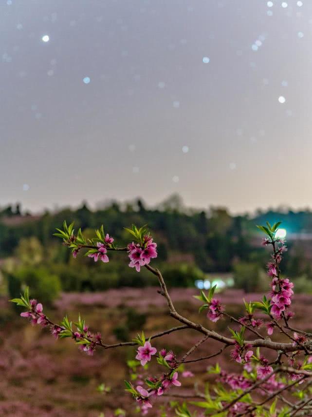 靜謐的夜色中，看花與星空的對話