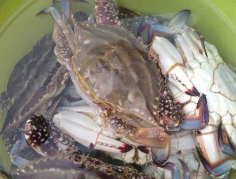 图片[3]-蒸螃蟹的做法 牢记3点螃蟹鲜嫩还不掉腿-起舞食谱网