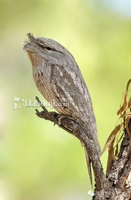 百年难得一见的奇鸟，大开眼界！