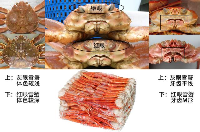 蟹考记（二）——图鉴全球各种常见食用蟹A