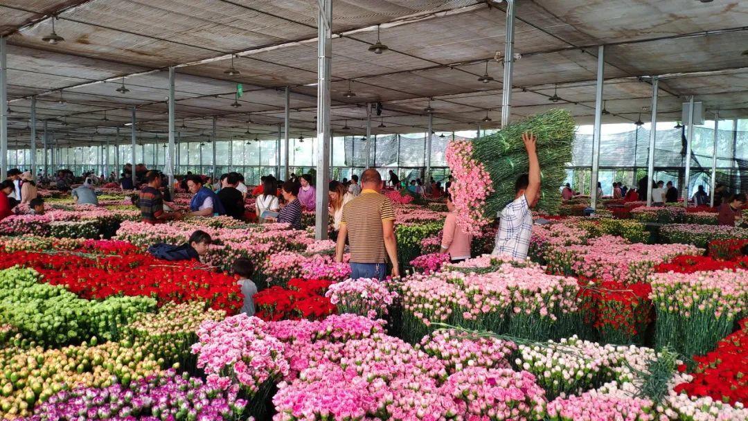 中国6大花市，全国最大的花卉批发市场介绍