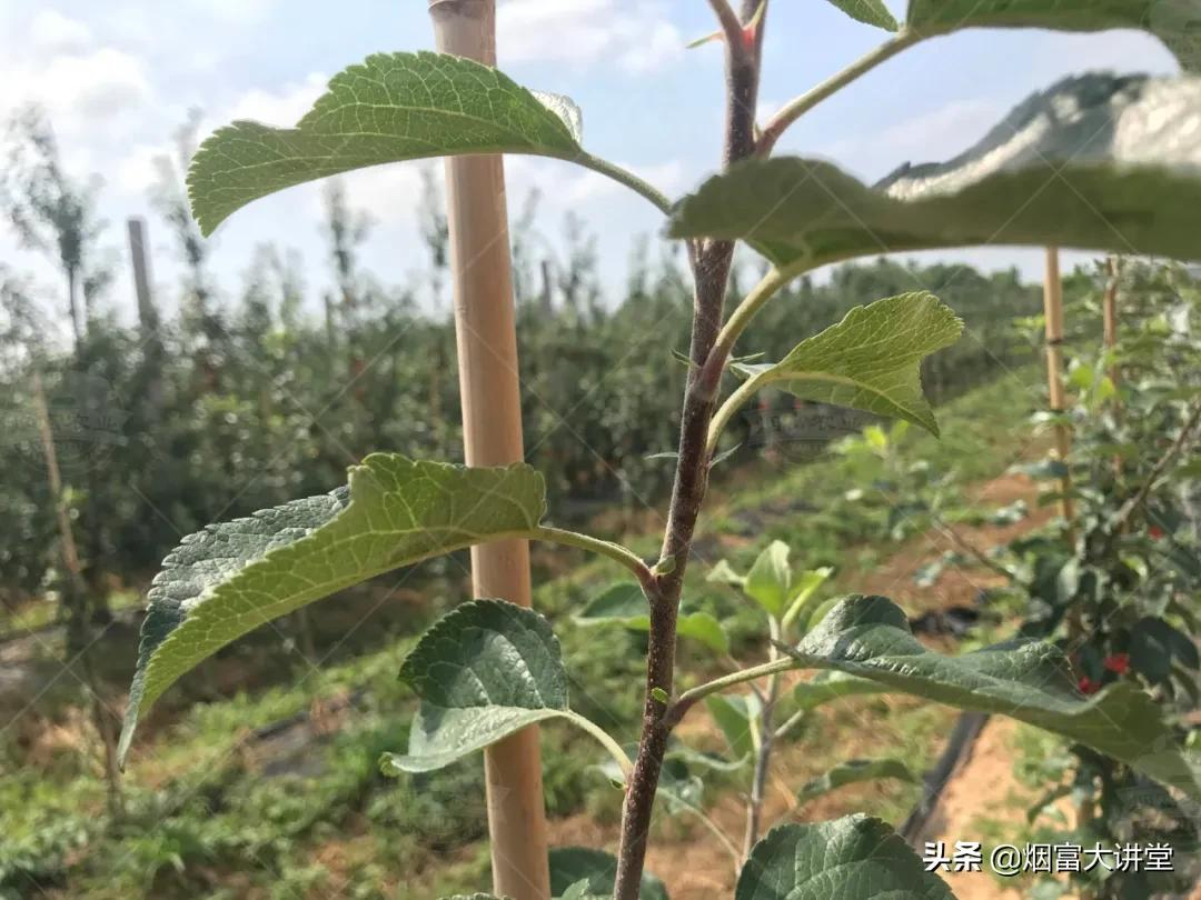 七月苹果幼树管理:促控结合实现早丰产、早结果