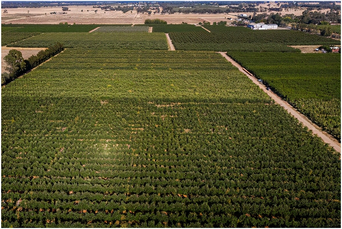 �與世隔絕�的澳大利亞：沒有海外勞工來摘果，農作物成噸腐爛