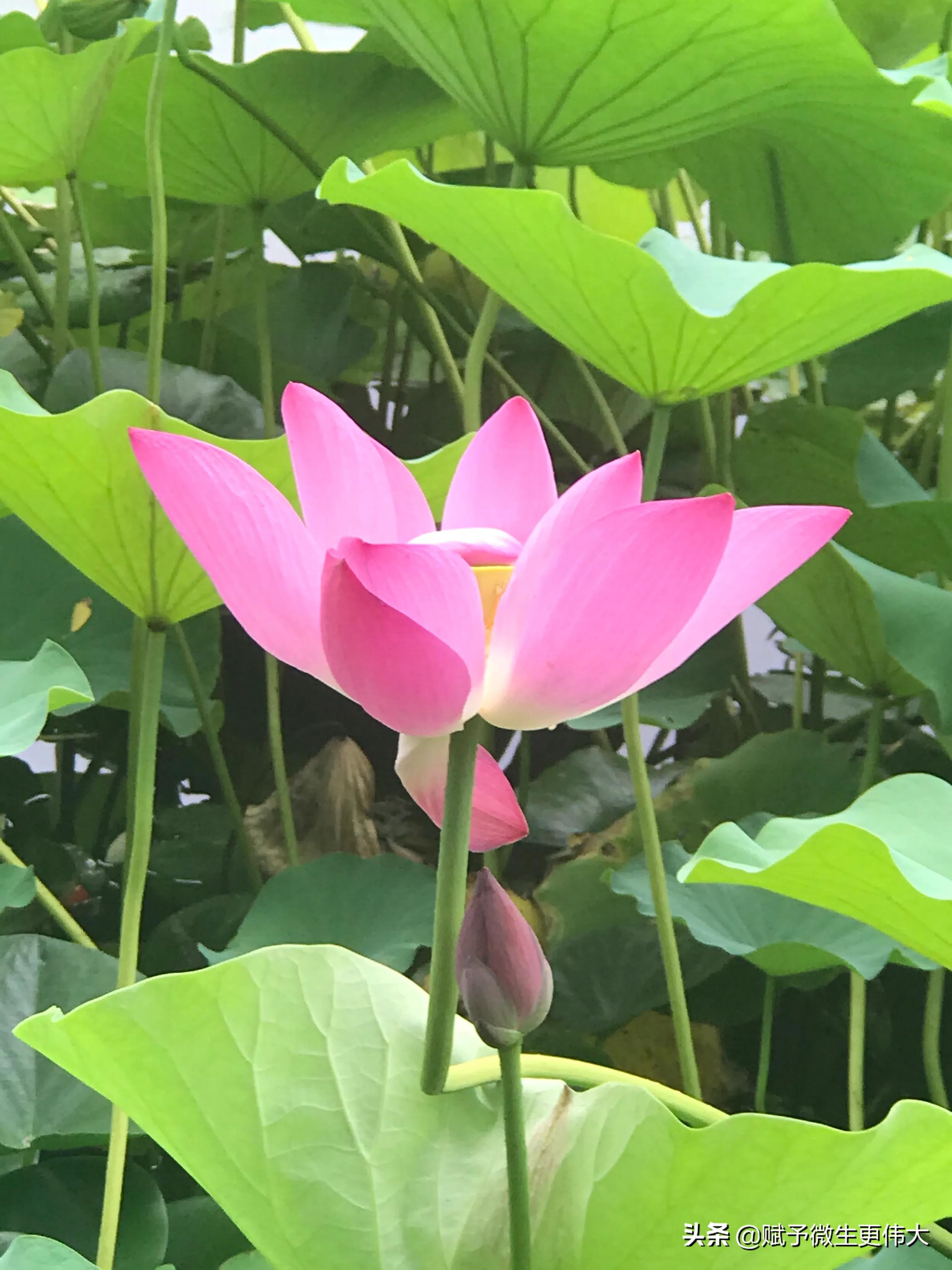 老眷莲——愿天下有情人终成眷属