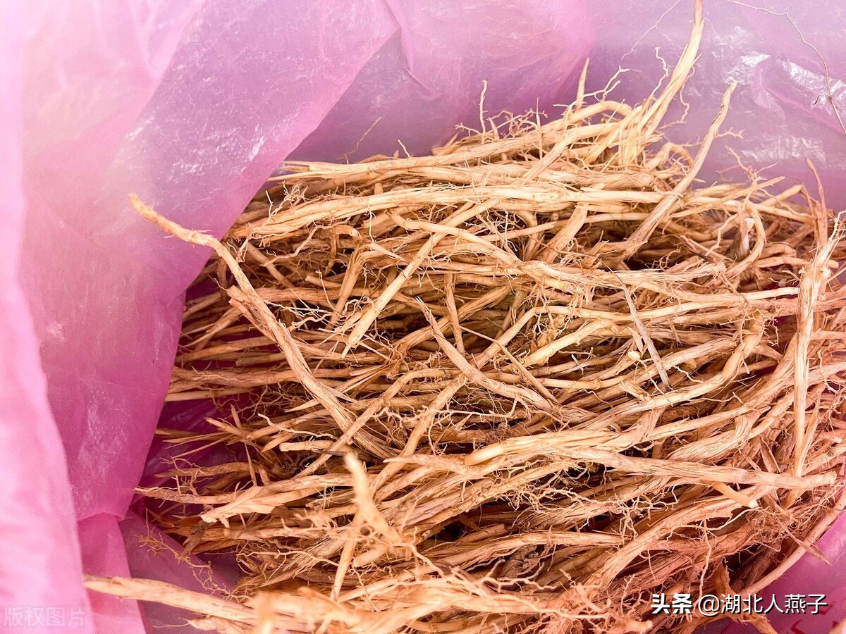 春天挖野菜，送你70种野菜图片大全，教你认识不同的野菜和吃法