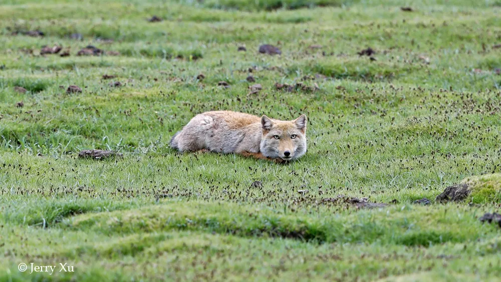 青藏高原藏狐千千万，哪里的藏狐最可爱？