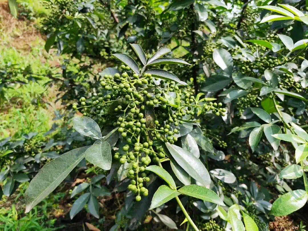 重庆特色产业调味品：超百亿级市场，全是山城人民的麻辣江湖