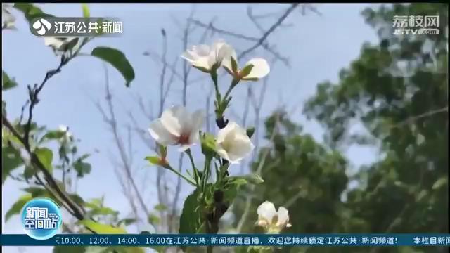 樱花■奇！早春樱花初秋开