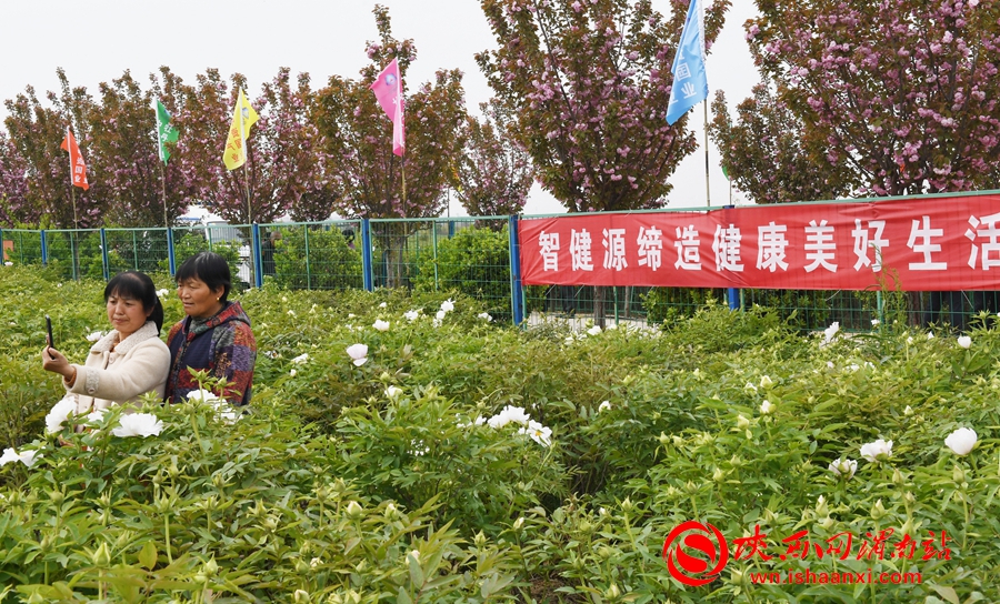第四屆洽川旅游文化季牡丹嘉年華精彩紛呈 美食美景等你來解鎖（組圖）
