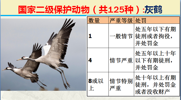 国家最新125类二级野生保护名录，图片及违法对应刑责