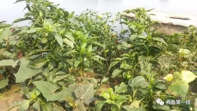 池塘底排污:排除废水,改良底质,净化水体,水好鱼才好