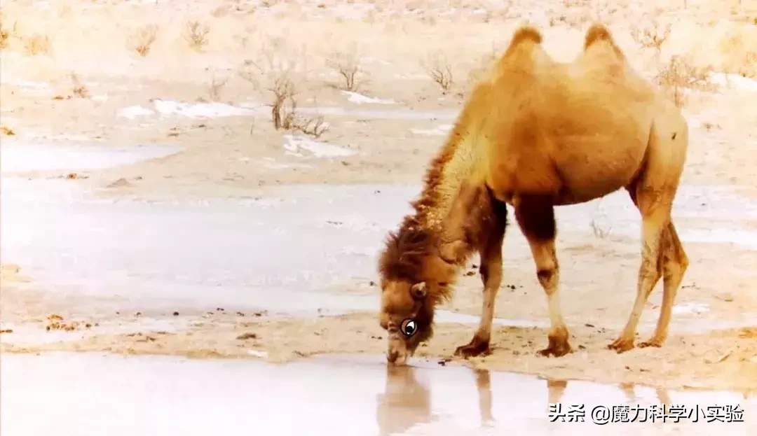 原来骆驼驼峰里的不是水，而是其他物质，那水藏哪去了？