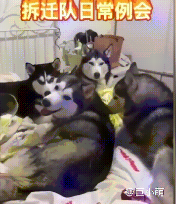 主人被哈士奇耍得团团转，邻居还以为他虐狗！