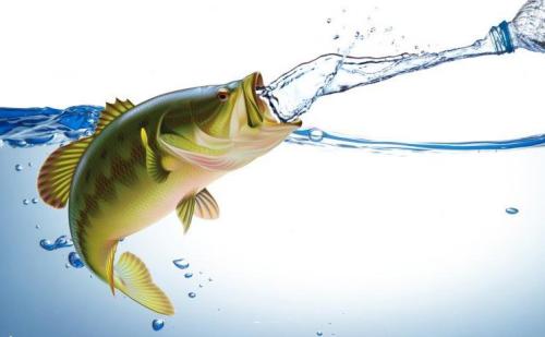 什么是鱼？鱼类是终生生活在水里、用鳃呼吸、用鳍游泳的脊椎动物