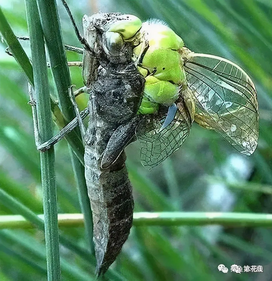 蜻蜓幼虫——水虿:吃鱼凶猛,称为“水中老虎”,喻为“吃鱼虎”