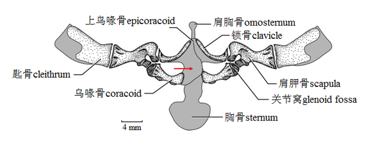 青蛙蟾蜍鉴别_淡水两栖_西南渔业网 水花鱼 水产养殖专业网 渔业行业