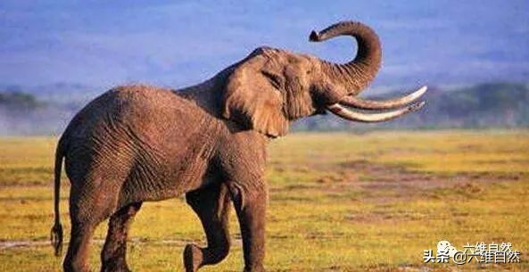 奇特动物趣闻：体型相差几千万倍，大象听到蜂声，10秒内会逃走-第6张图片-大千世界