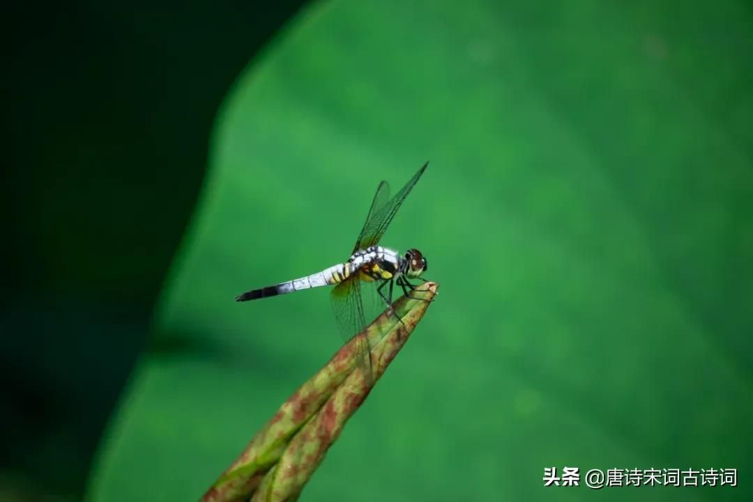 夏天，绿阴已长成-第4张图片-诗句网