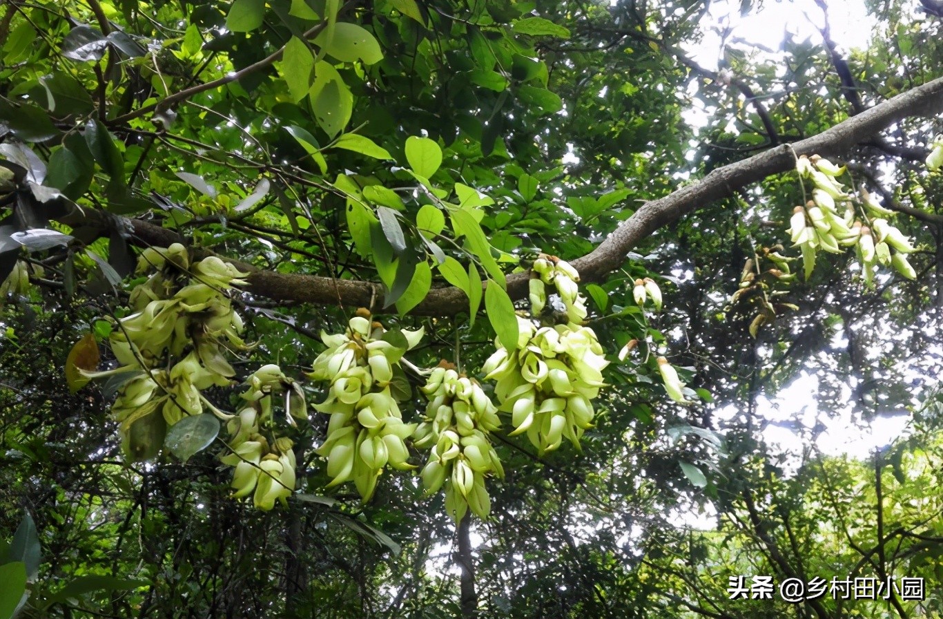 一种极具开发价值的 禾雀花 藤茎可当 鸡血藤 你家乡有吗 乡村田小园 Mdeditor