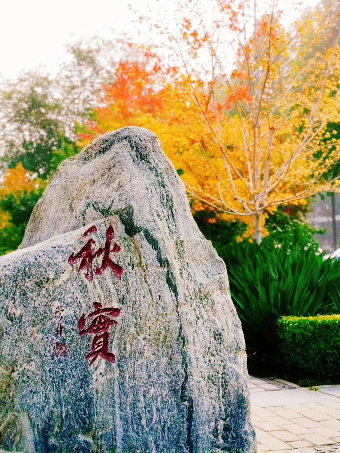 河北各高校秋景来了,有你的校园记忆吗?