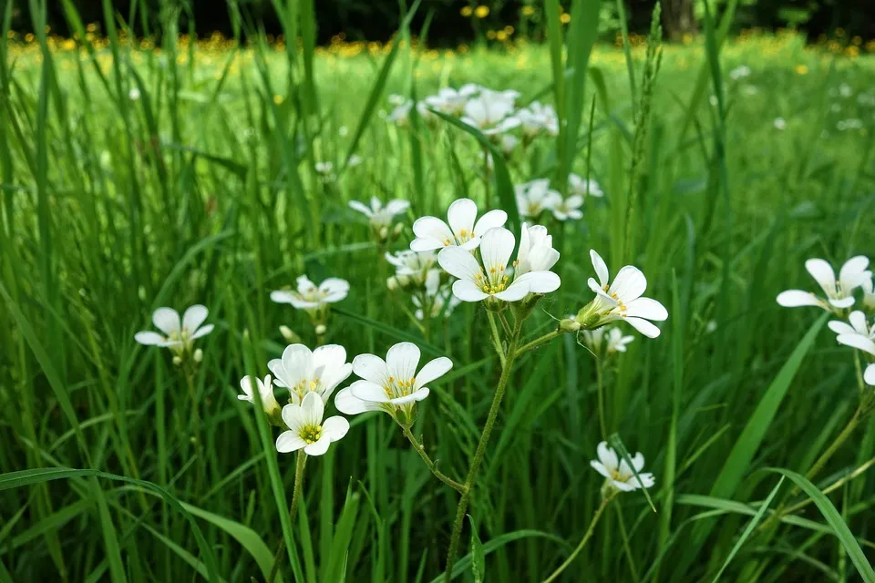 詩詞丨歲月有愛相伴,與你一路繁花