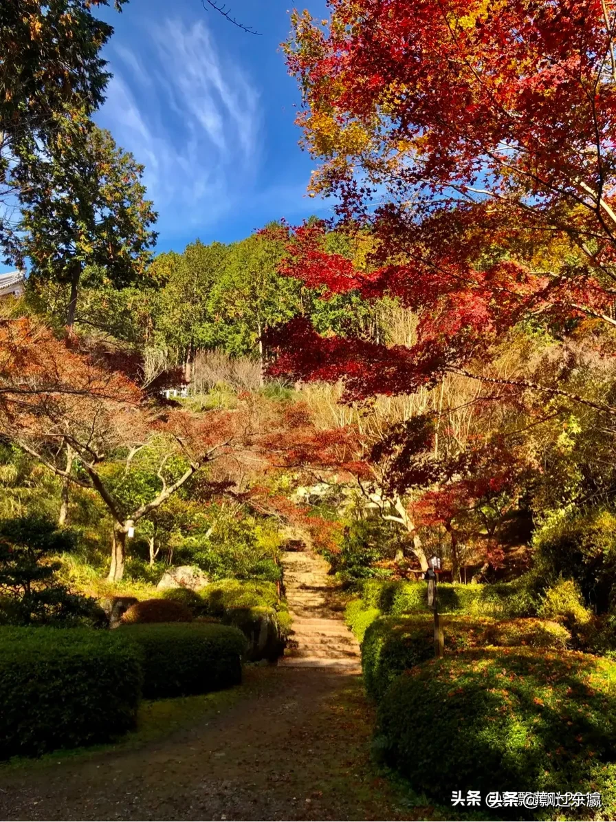 京都秋季 到哪裏欣賞紅葉 四 飄過東瀛 Mdeditor